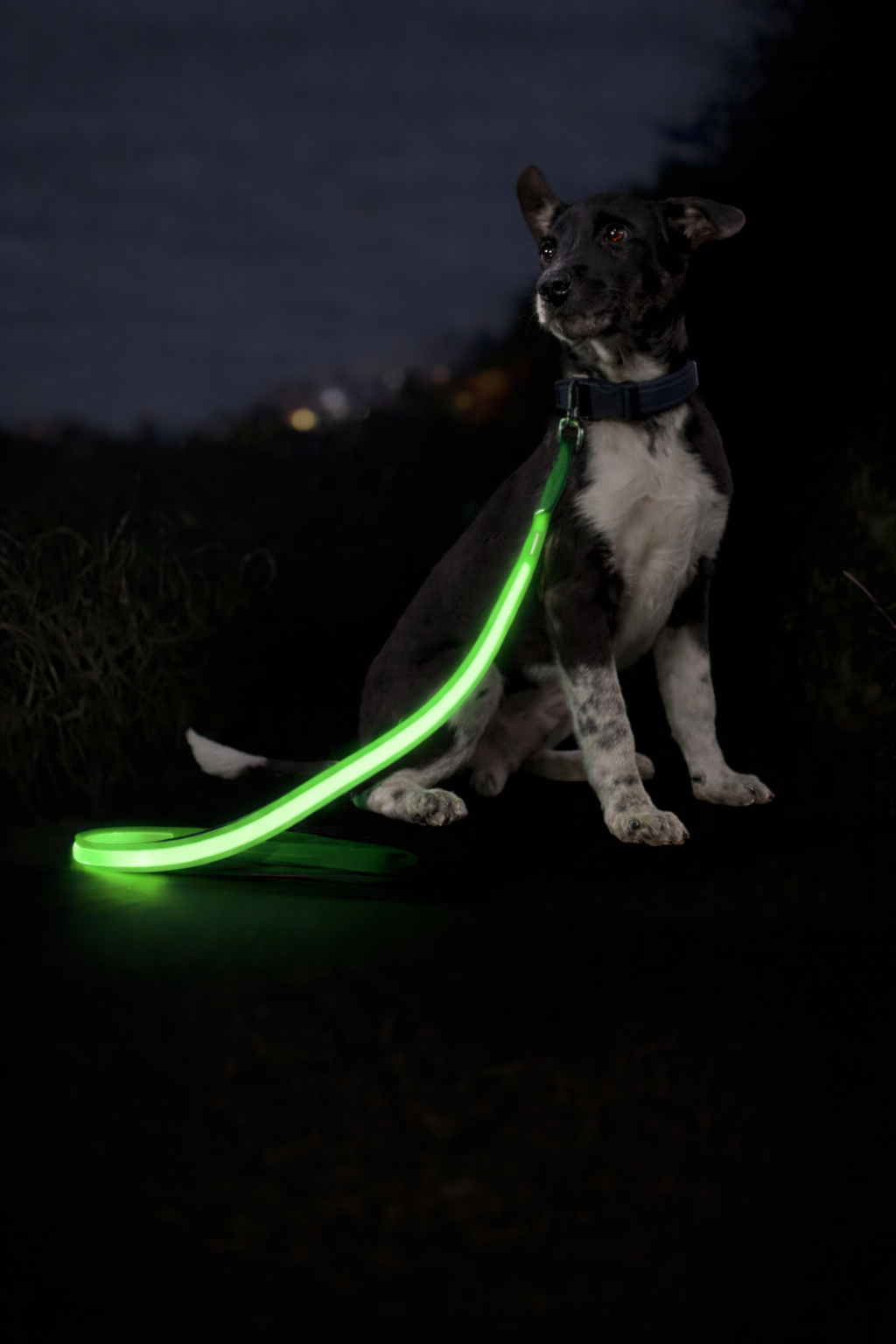 GlowStride USB LED Dog Leash